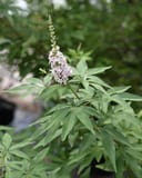 Casper Vitex thumbnail 1