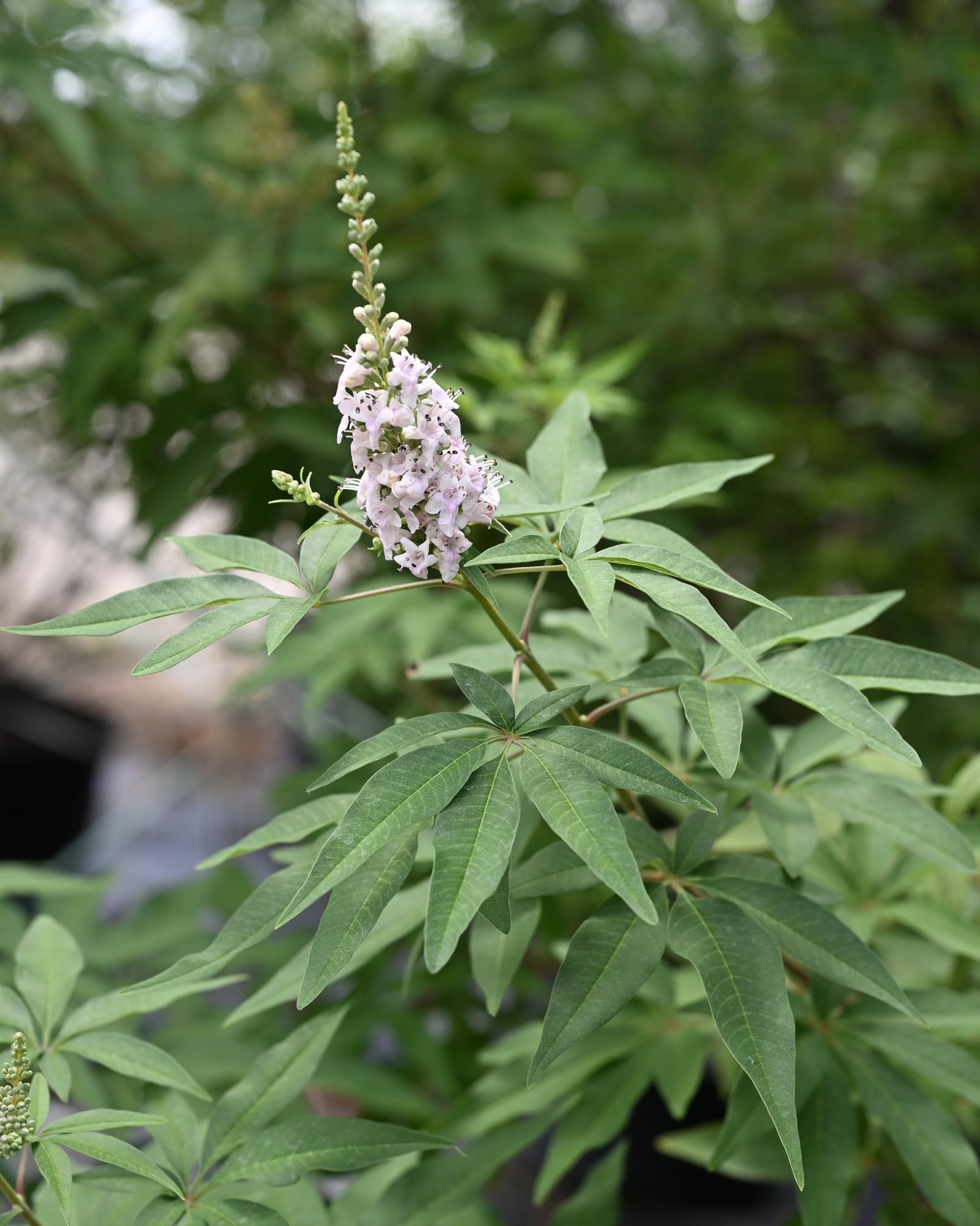 Casper Vitex