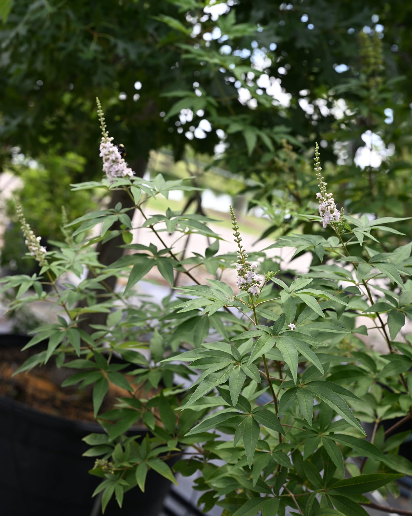 Casper Vitex - view 2