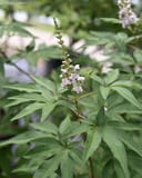 Casper Vitex thumbnail 3