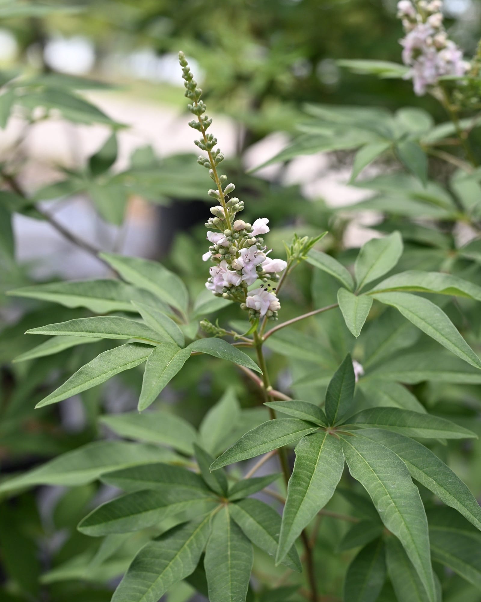 Casper Vitex - view 3