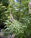 Casper Vitex thumbnail 6