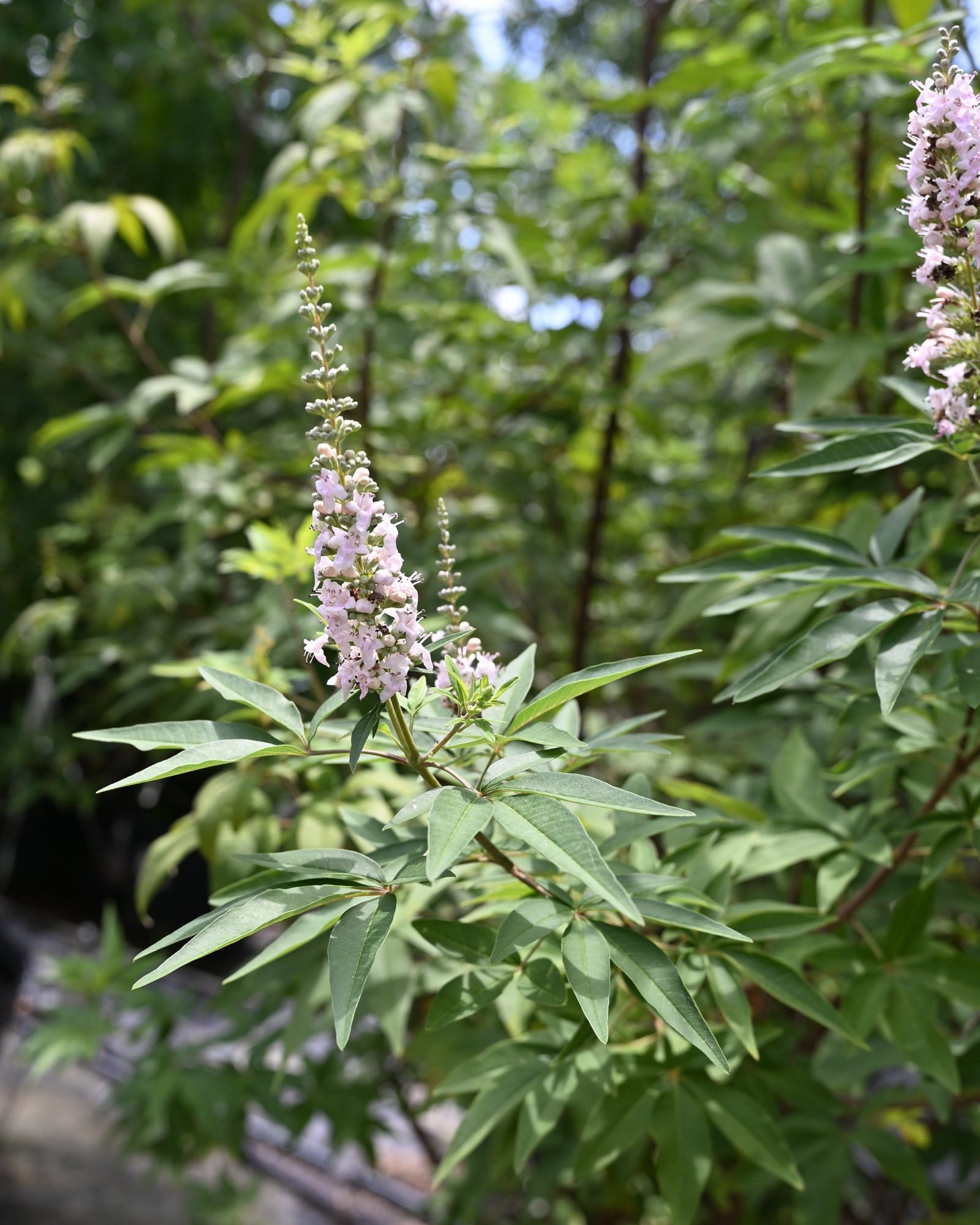 Casper Vitex - view 4