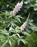 Casper Vitex thumbnail 2