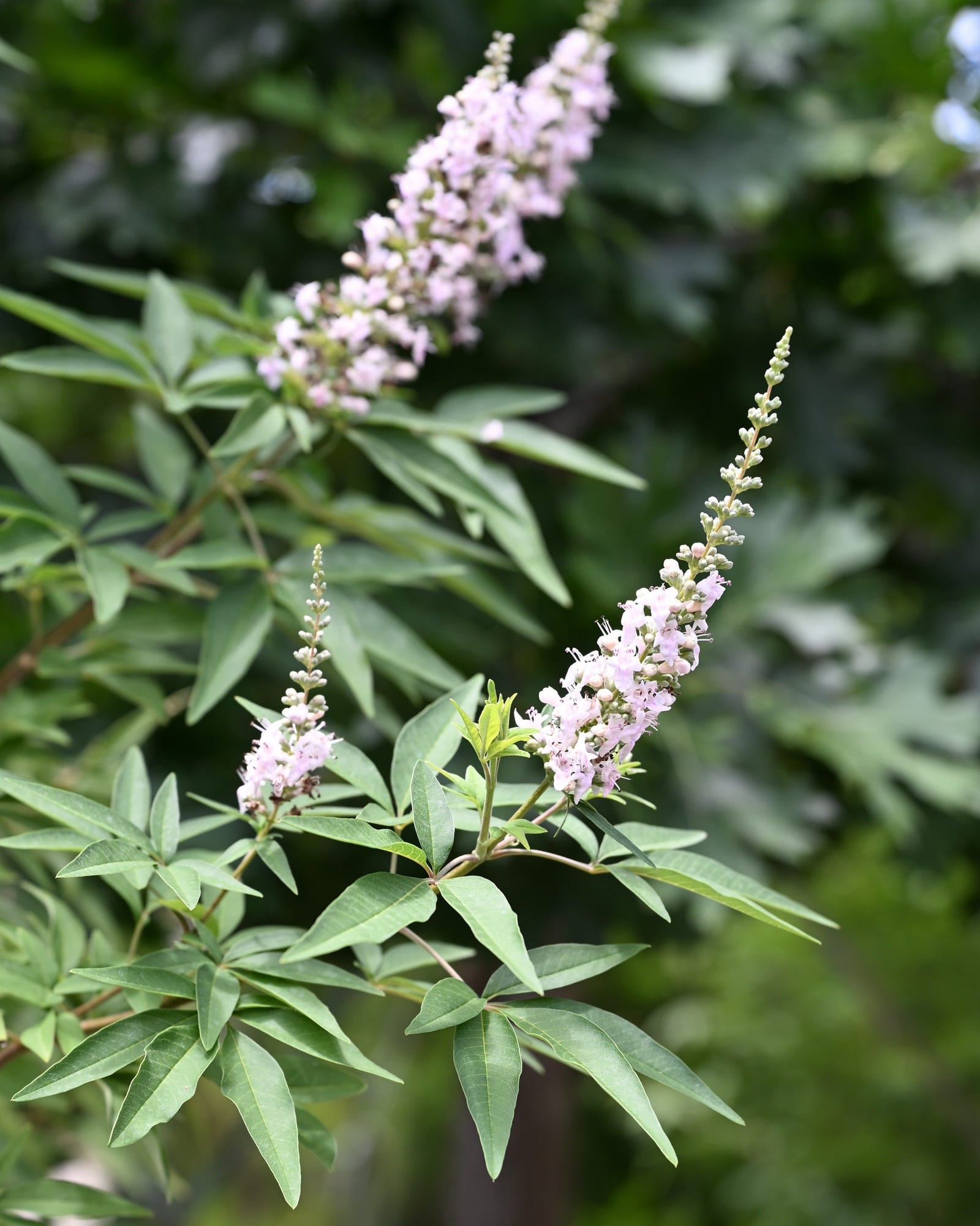 Casper Vitex - view 5