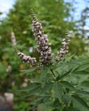 Casper Vitex thumbnail 8