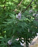 Casper Vitex thumbnail 4