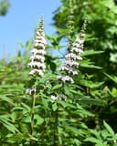 Casper Vitex thumbnail 7