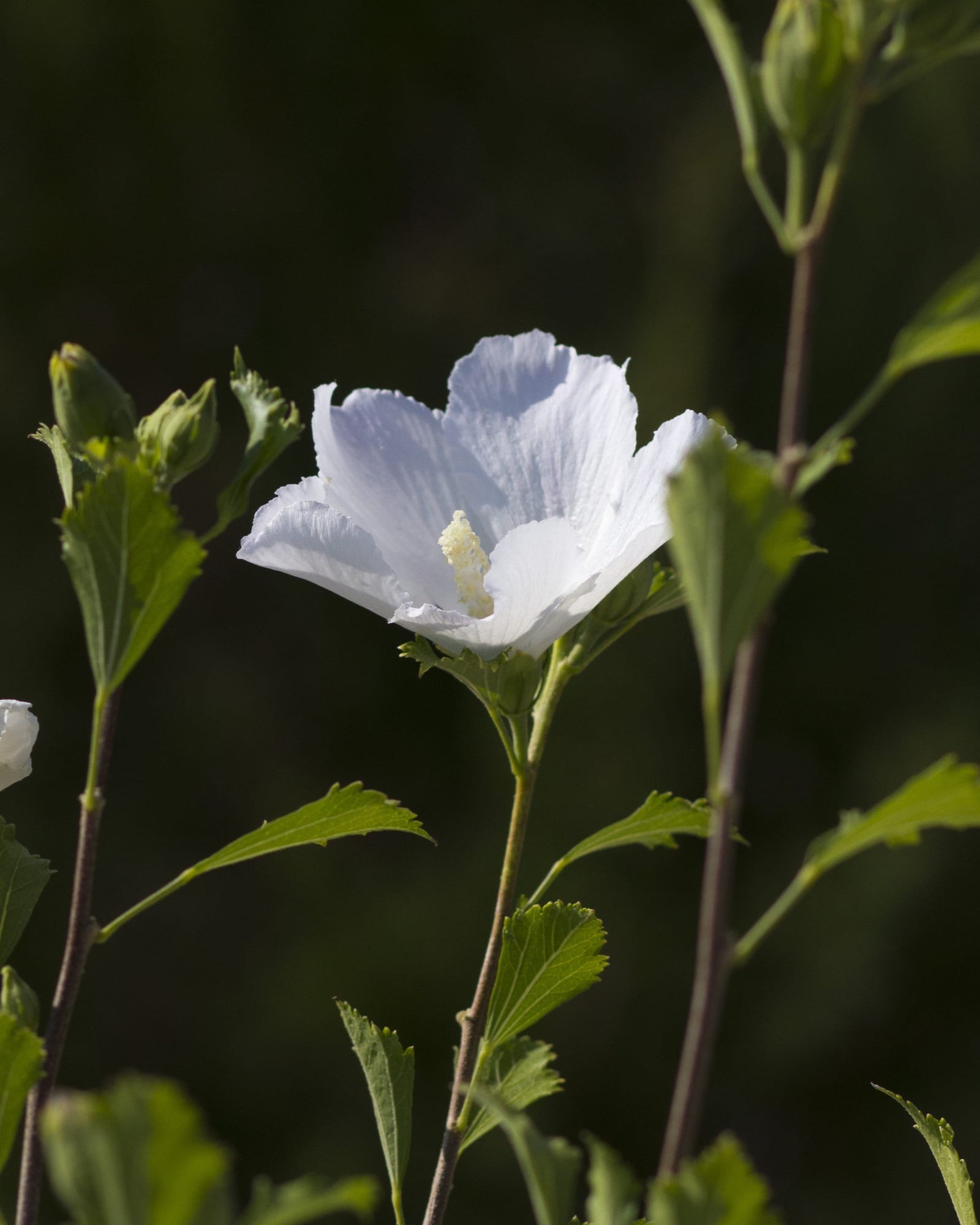 White Pillar Althea Tree Form