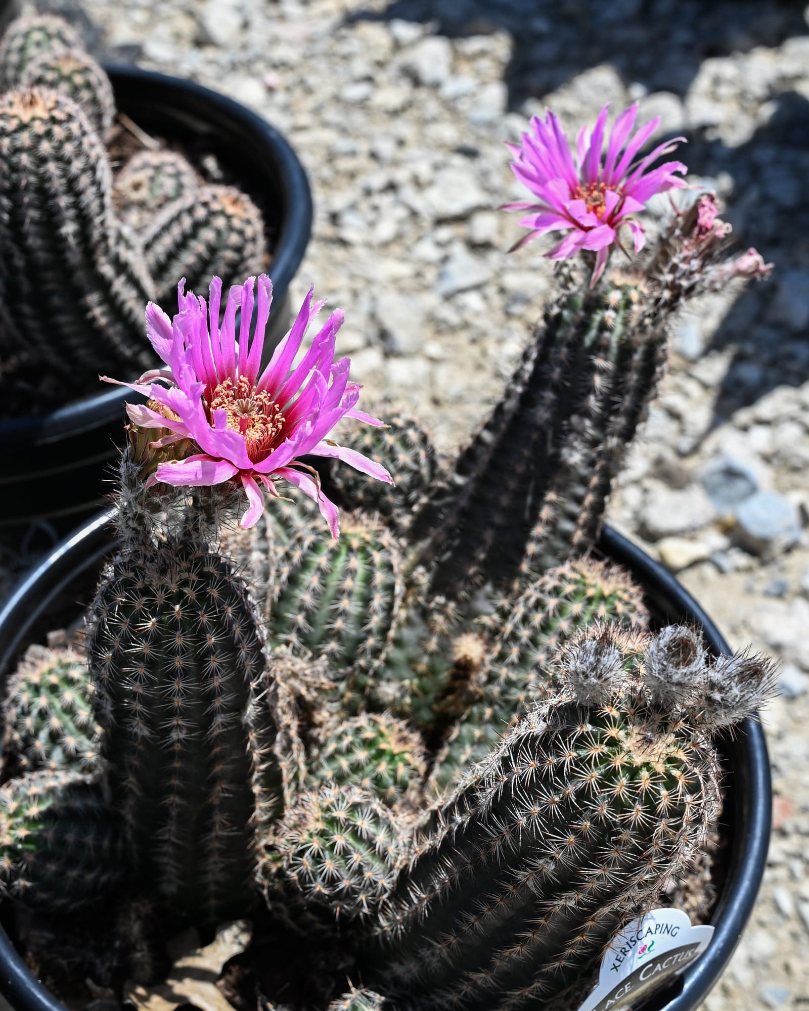 Lace Hedgehog Cactus