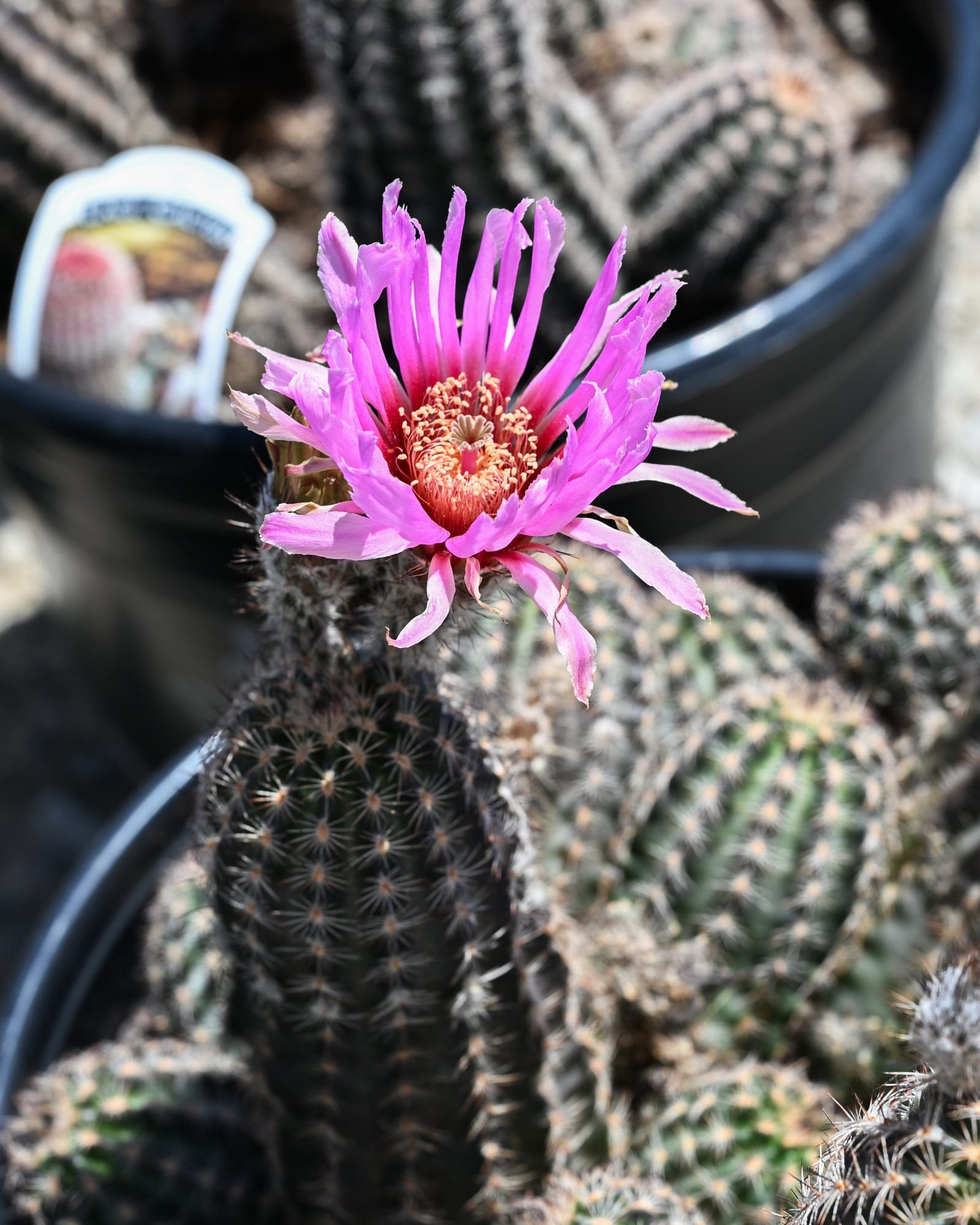 Lace Hedgehog Cactus - view 4