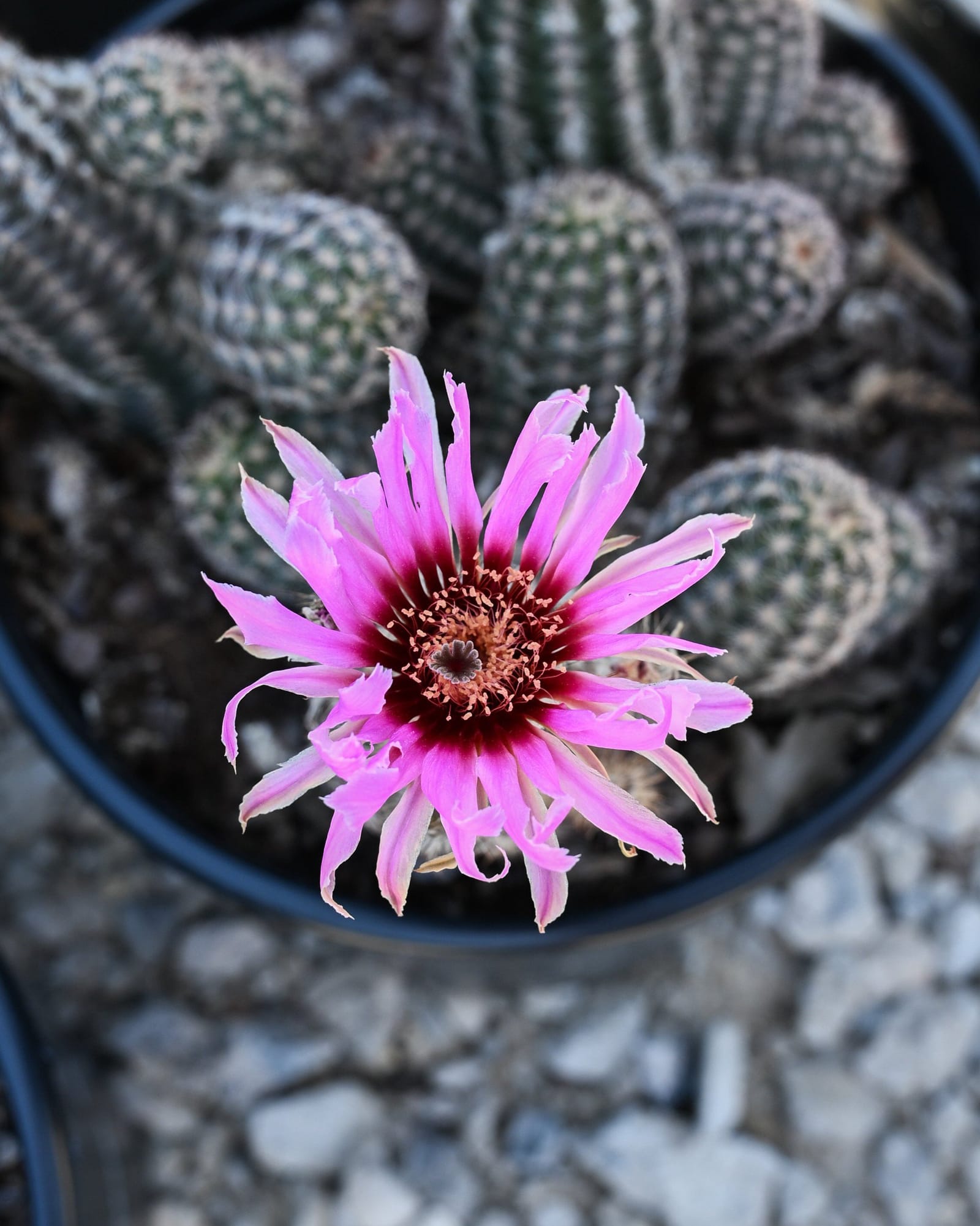 Lace Hedgehog Cactus - view 5