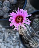 Lace Hedgehog Cactus thumbnail 5