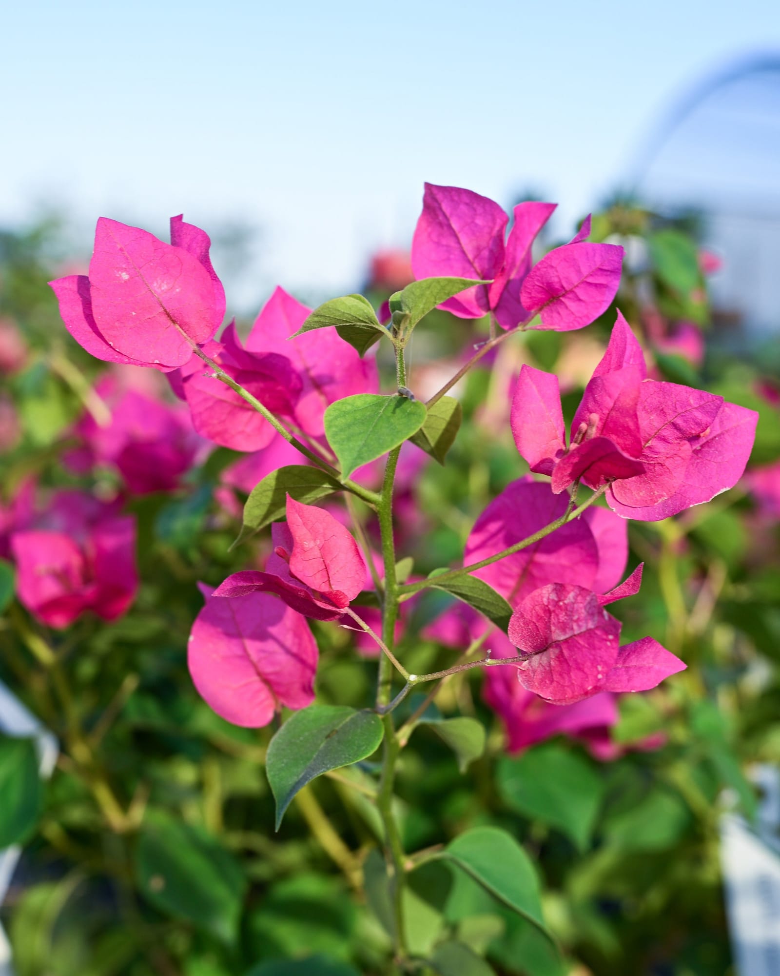 Juanita Hatten Bougainvillea