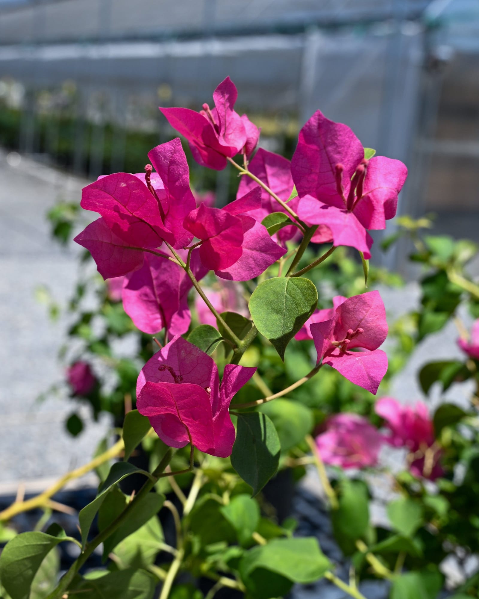 Juanita Hatten Bougainvillea - view 3