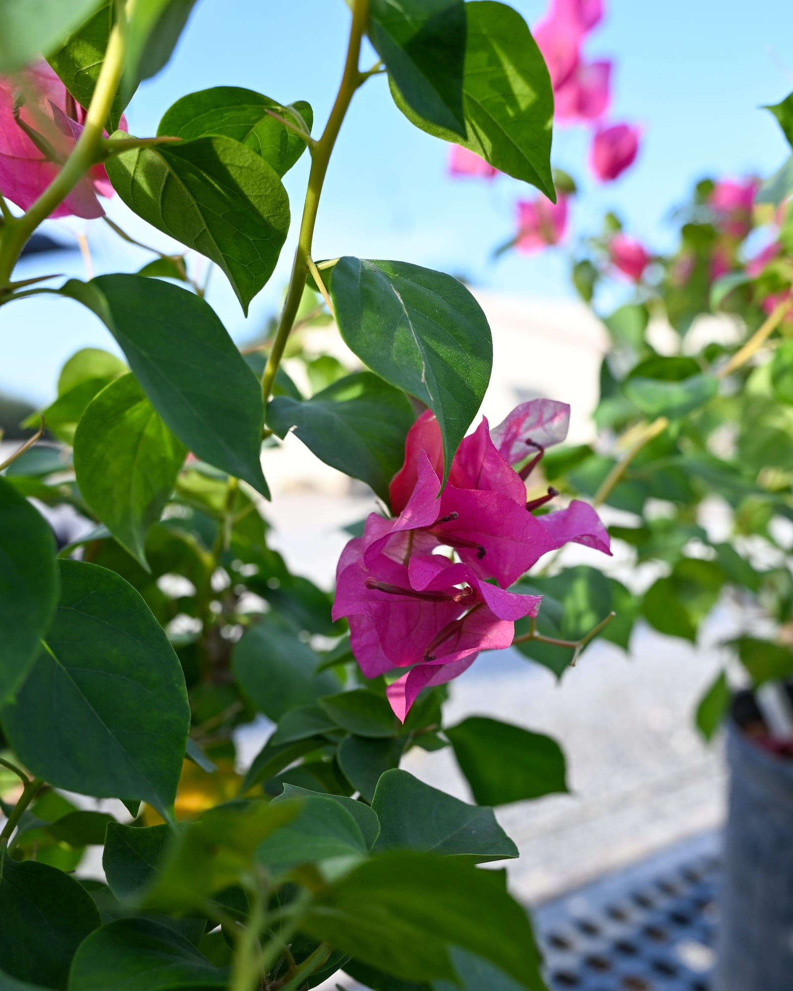 Juanita Hatten Bougainvillea - view 5