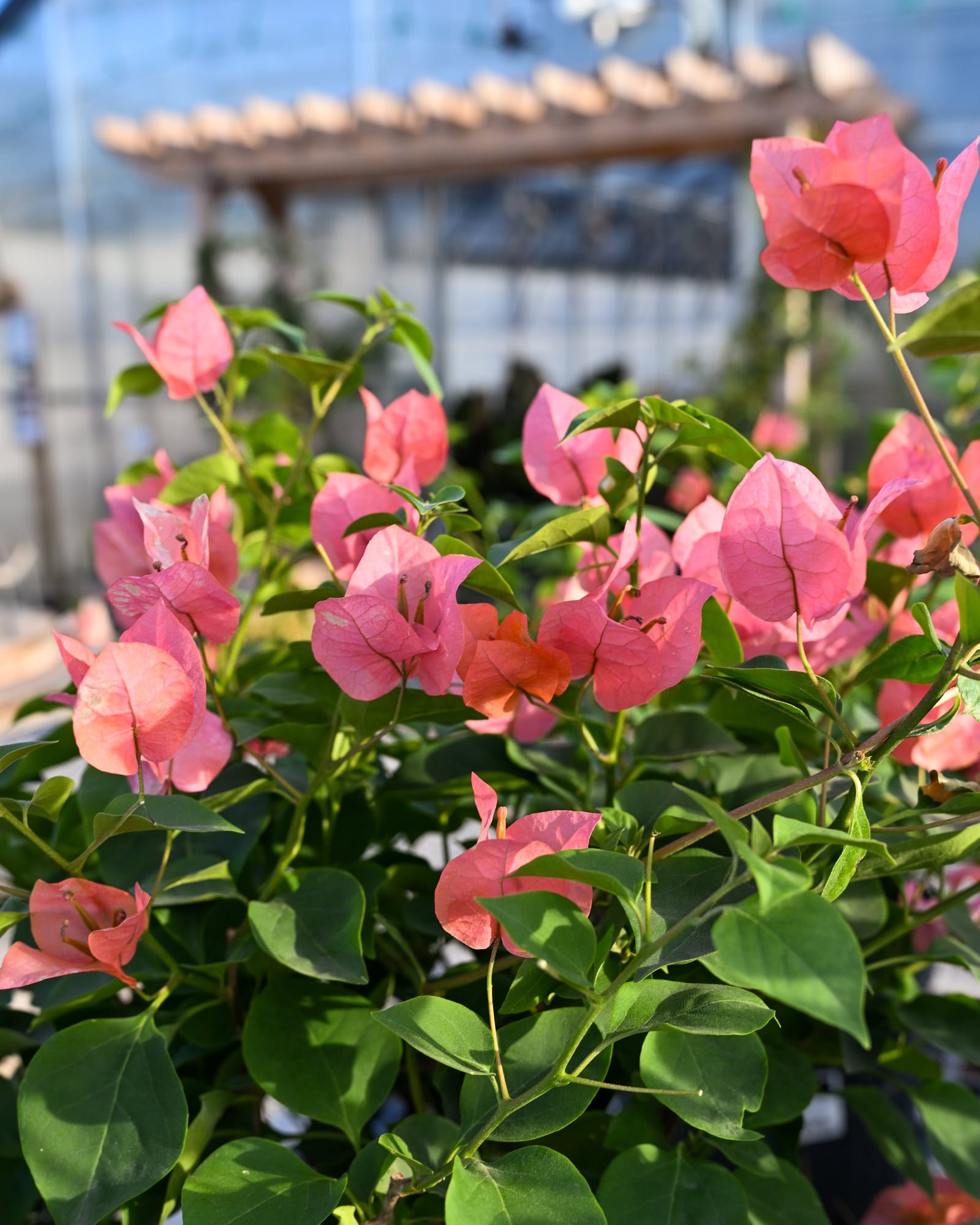 Sundown Orange Bougainvillea - Main Image