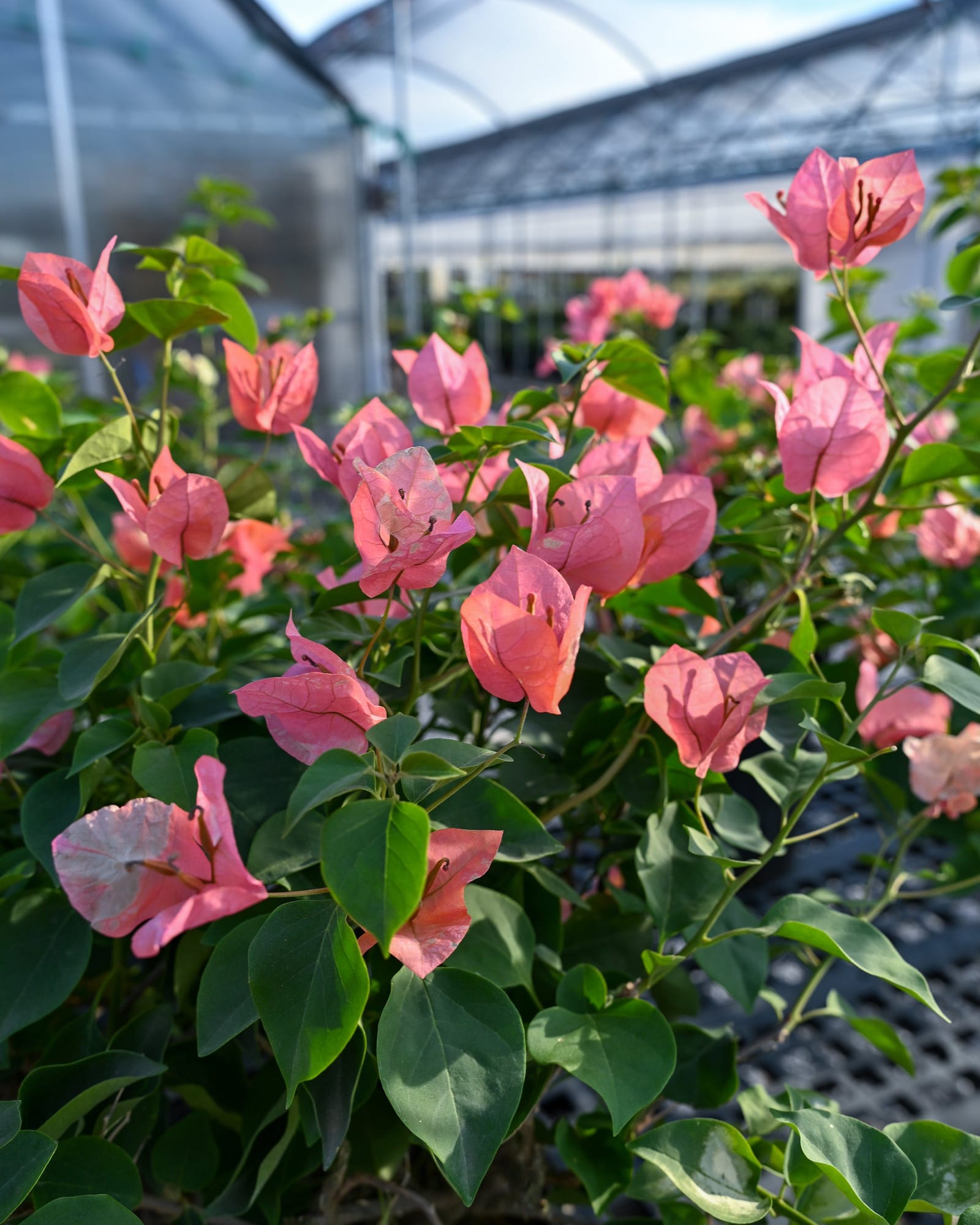Sundown Orange Bougainvillea - view 3