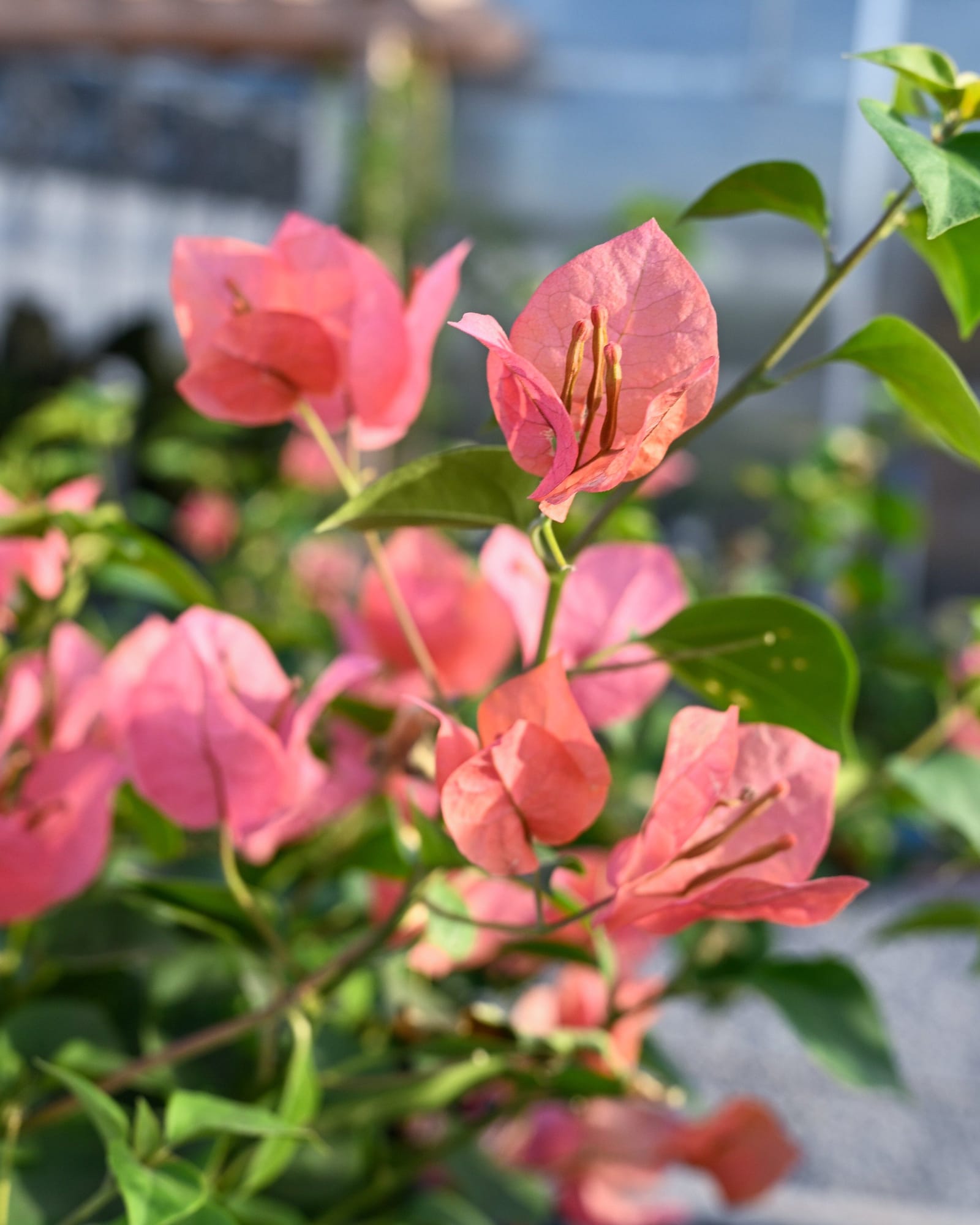 Sundown Orange Bougainvillea - view 4