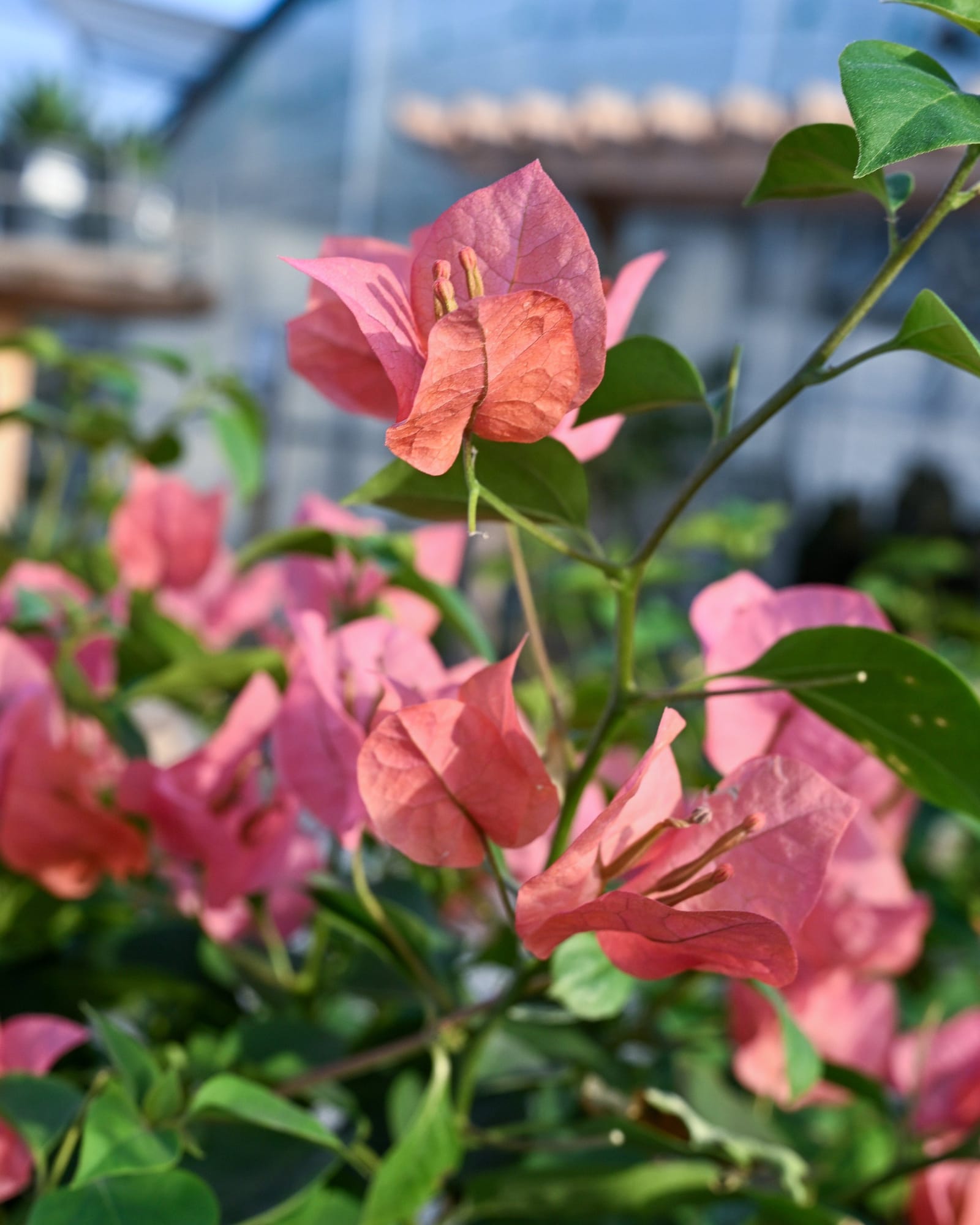 Sundown Orange Bougainvillea - view 4