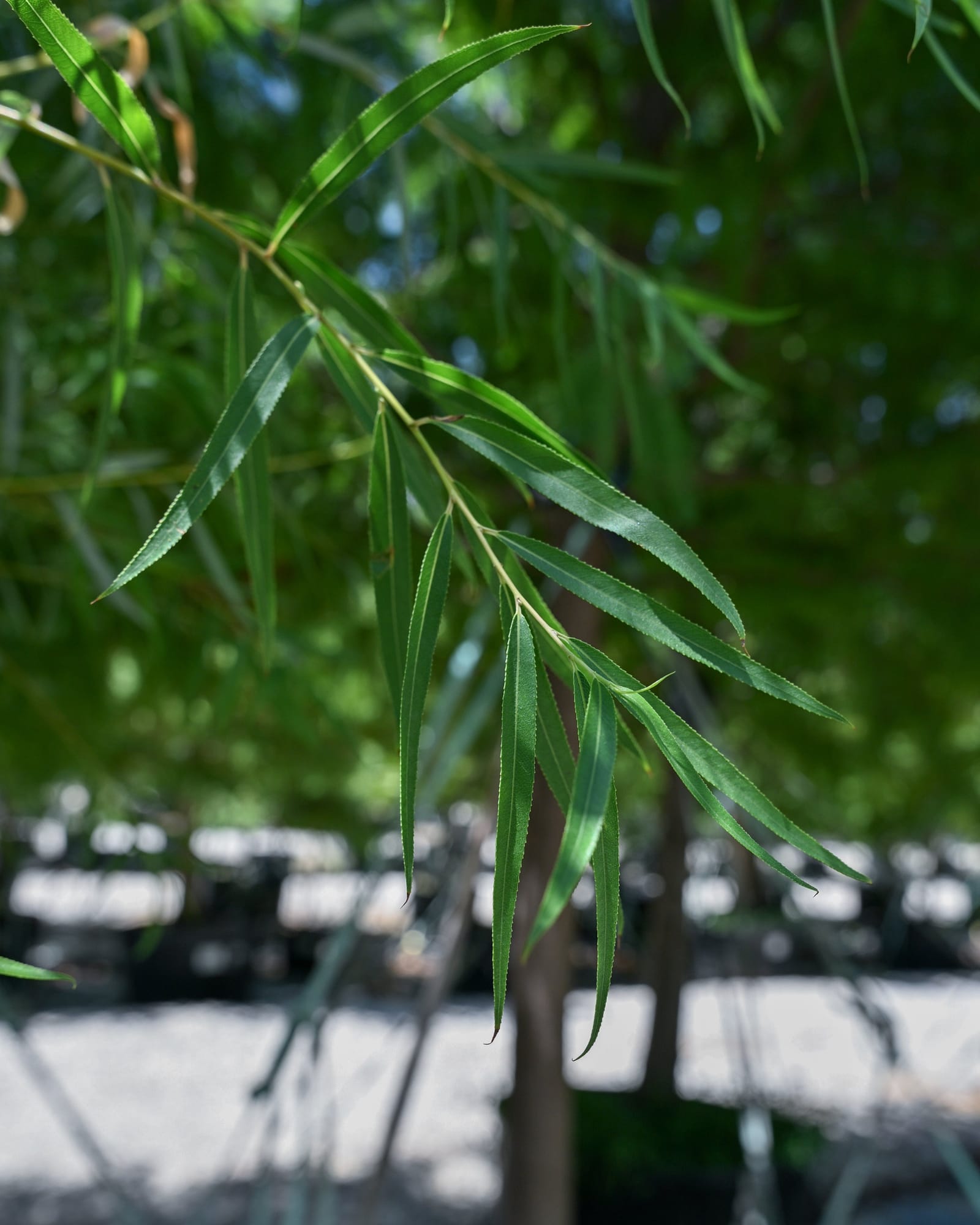 Globe Willow - view 4