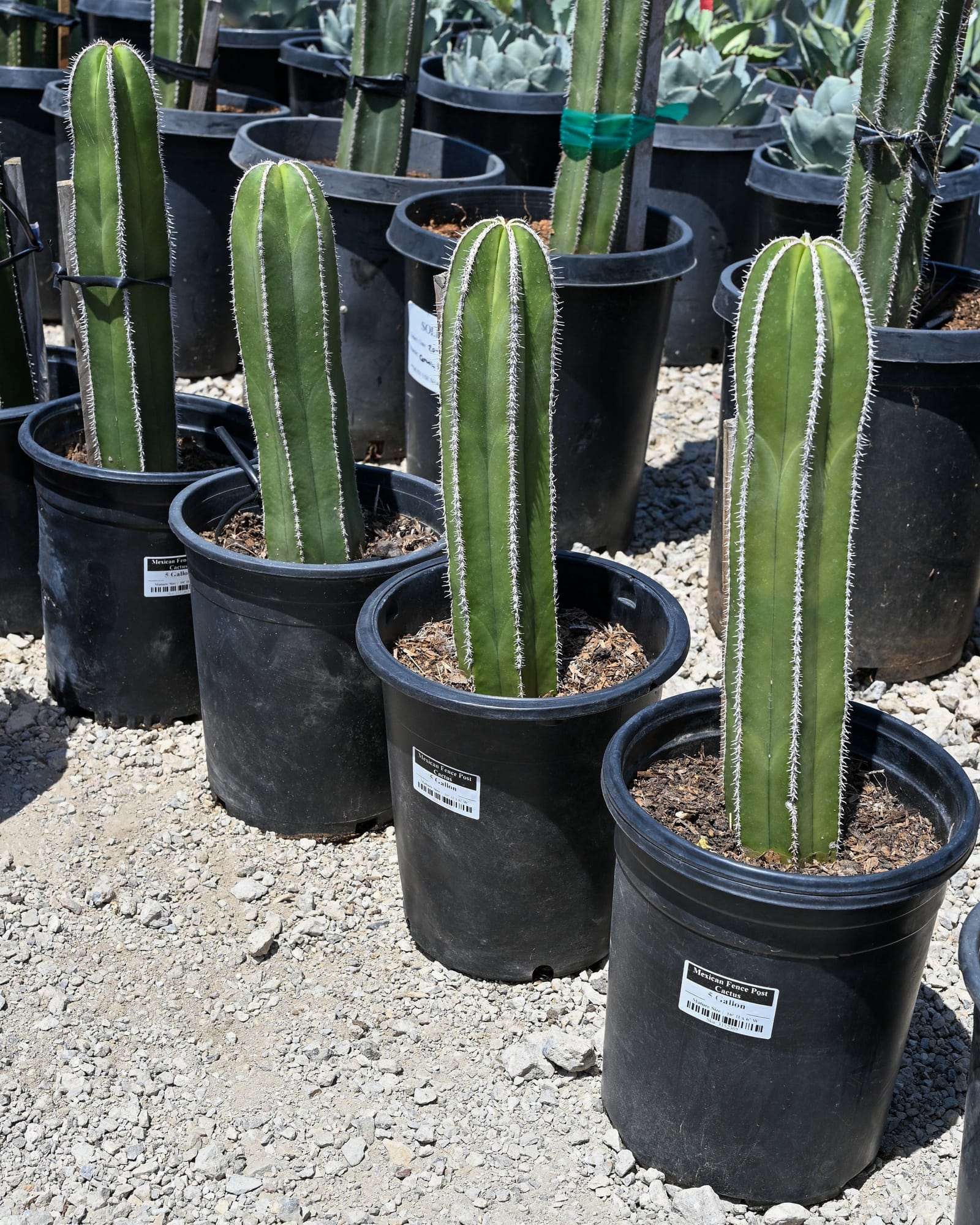 Mexican Fence Post Cactus - view 4