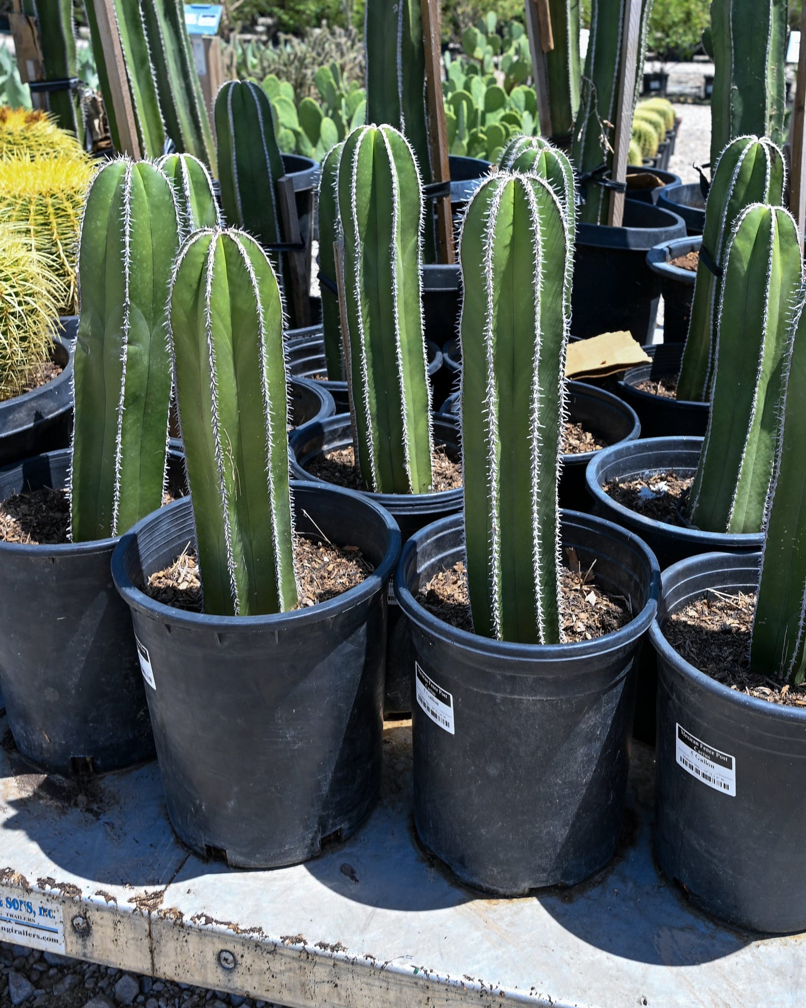 Mexican Fence Post Cactus - view 5