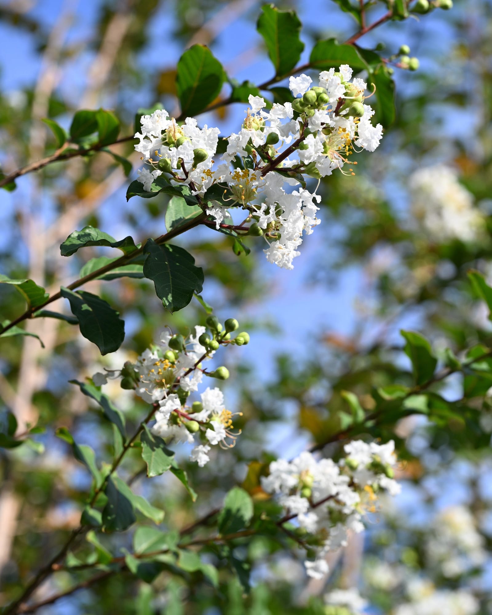 Colorama Pearl Crape Myrtle
