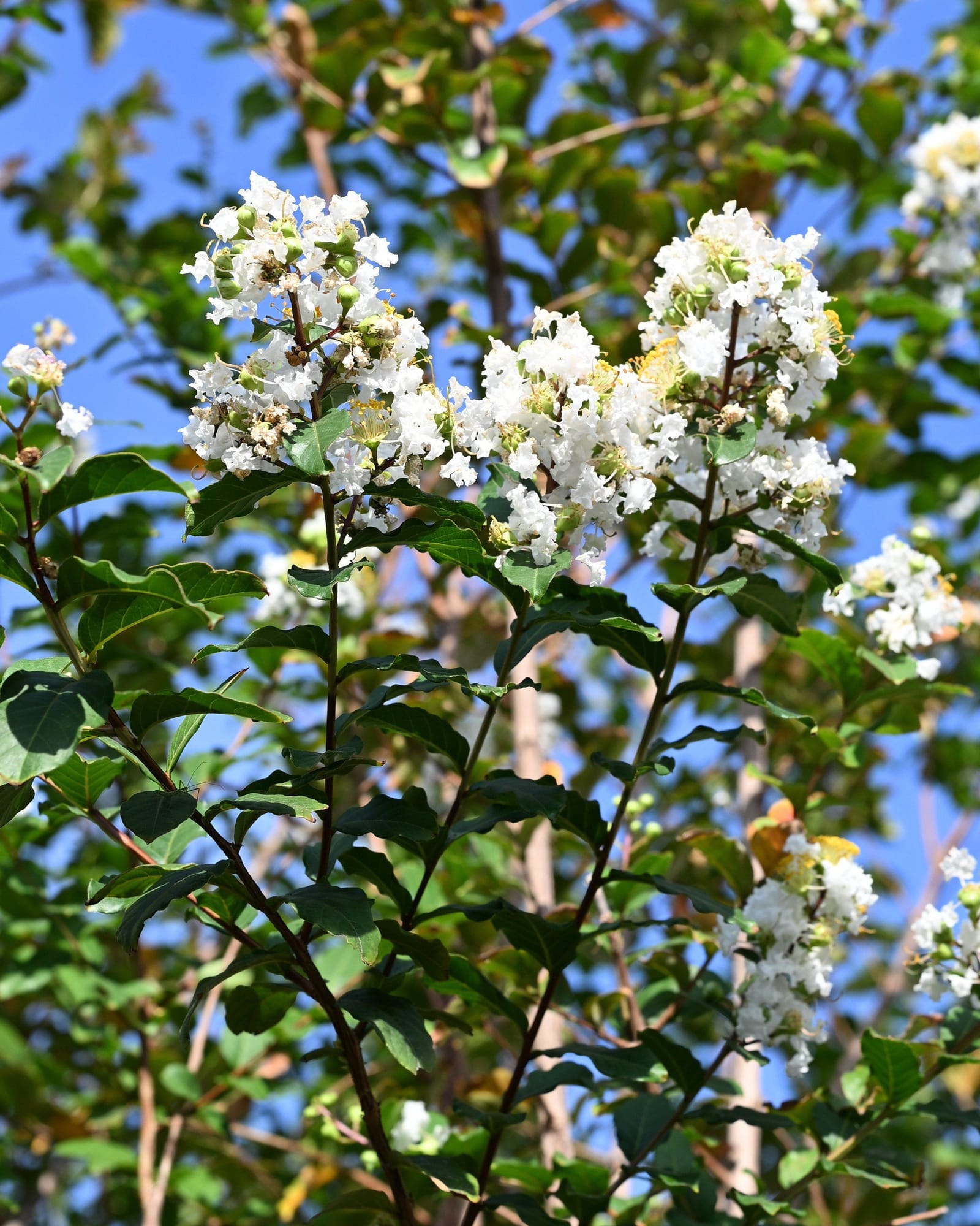 Colorama Pearl Crape Myrtle - view 3