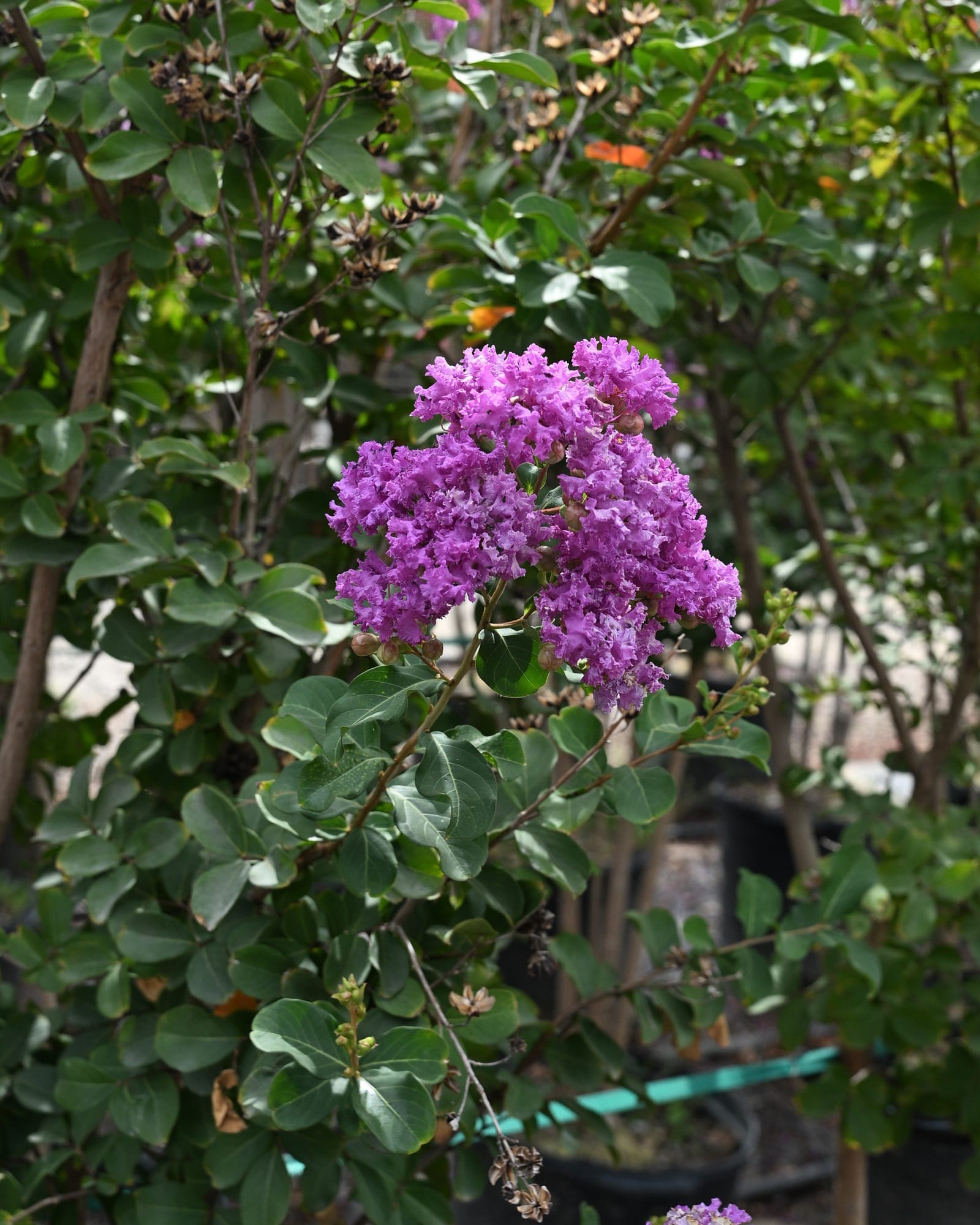Autauga Crape Myrtle - view 5