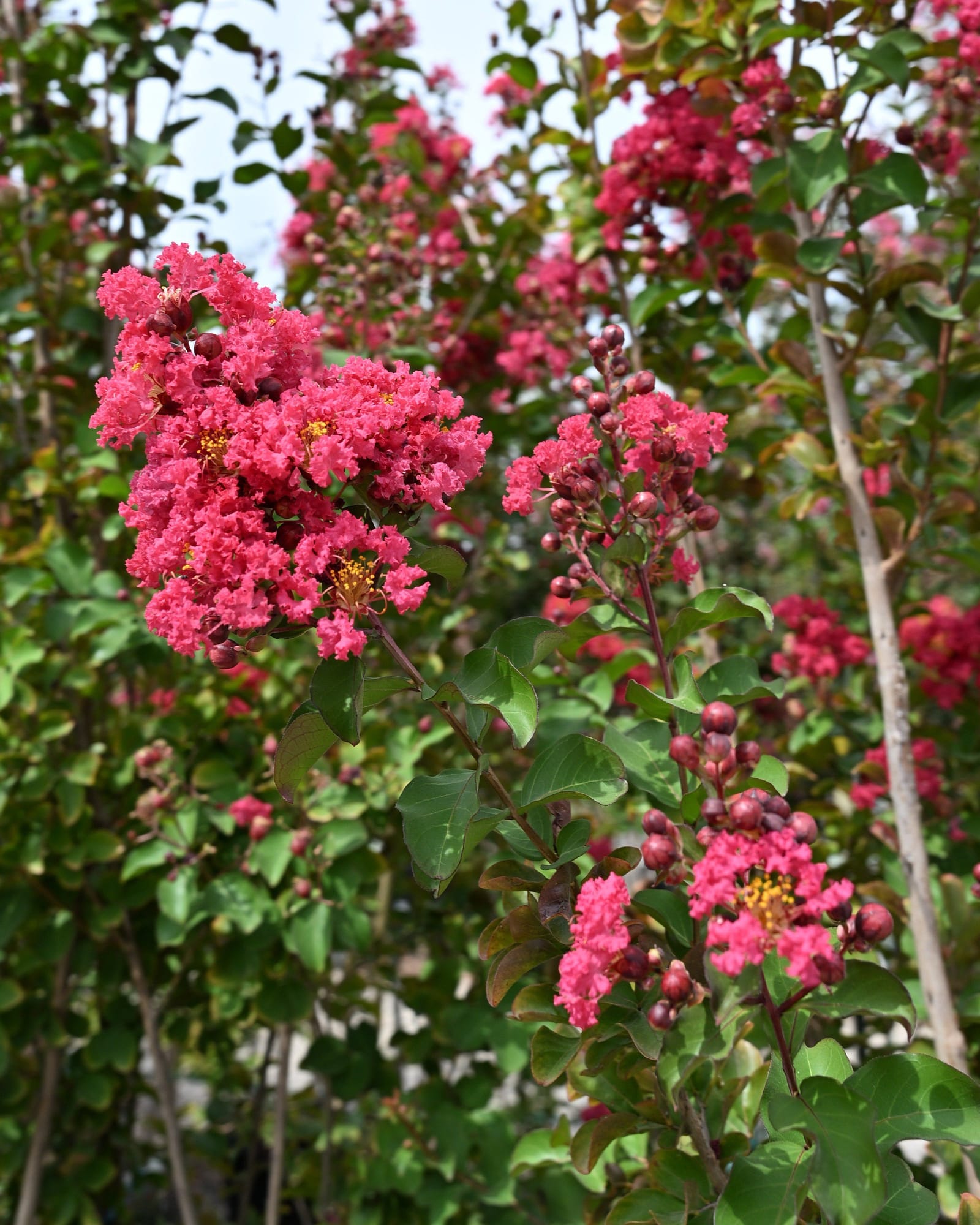 Centennial Spirit Crape Myrtle