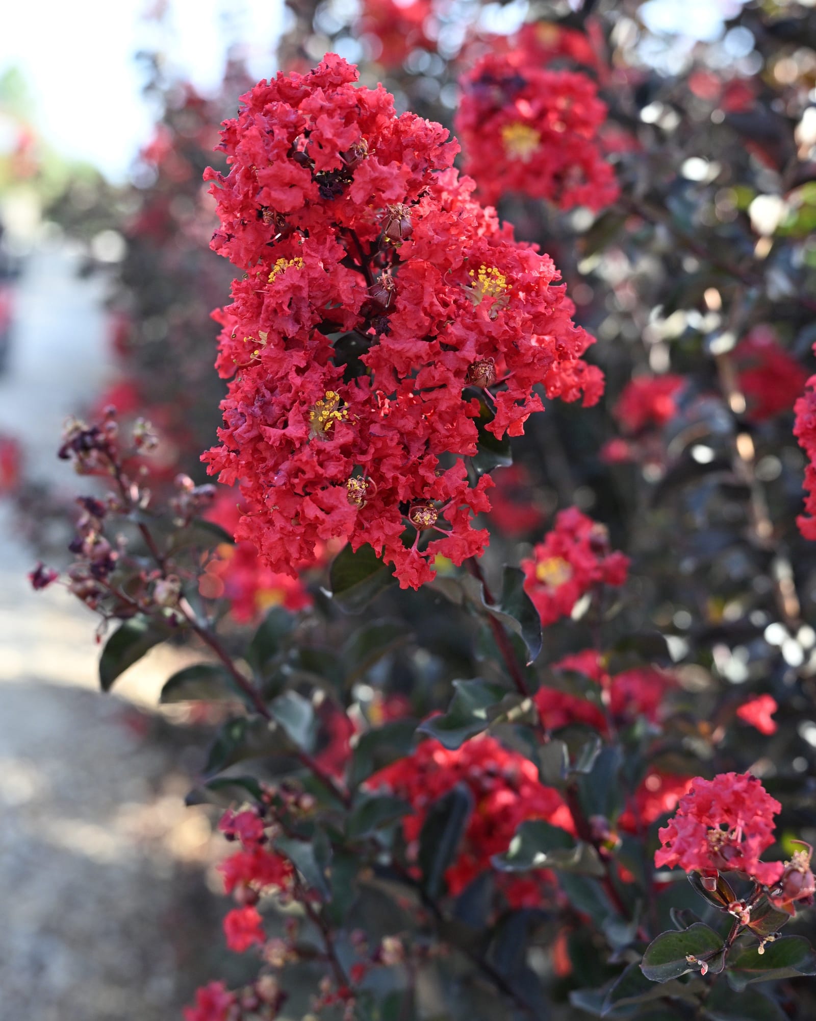 Ebony Fire Crape Myrtle