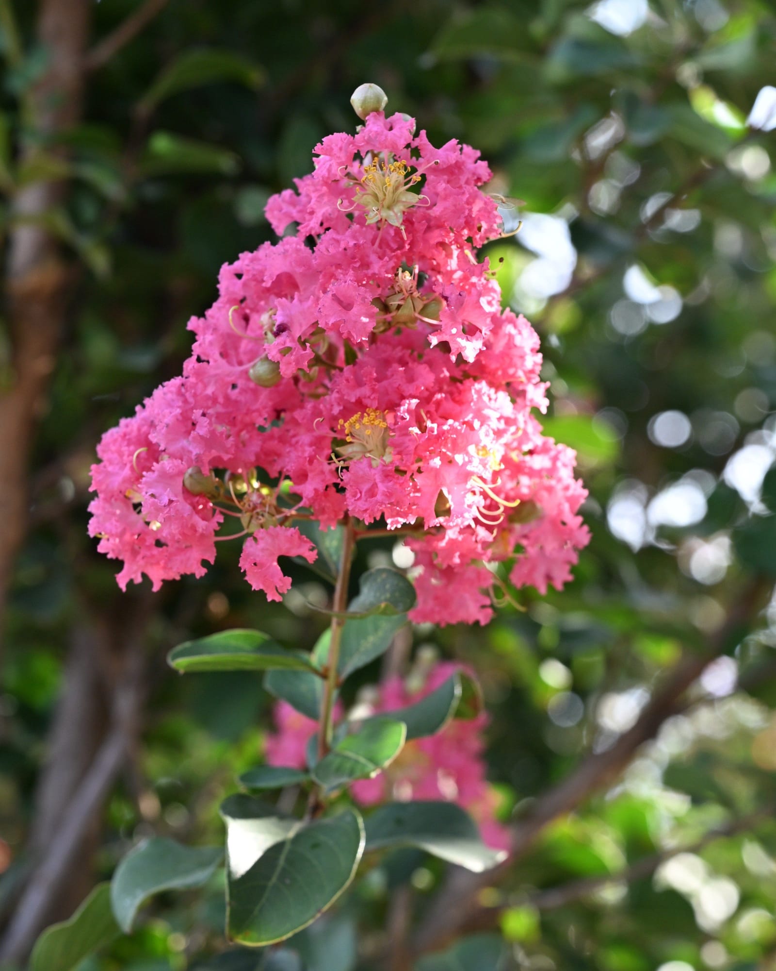 Tuscarora Crape Myrtle