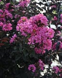 Ebony Pink Crape Myrtle thumbnail 1