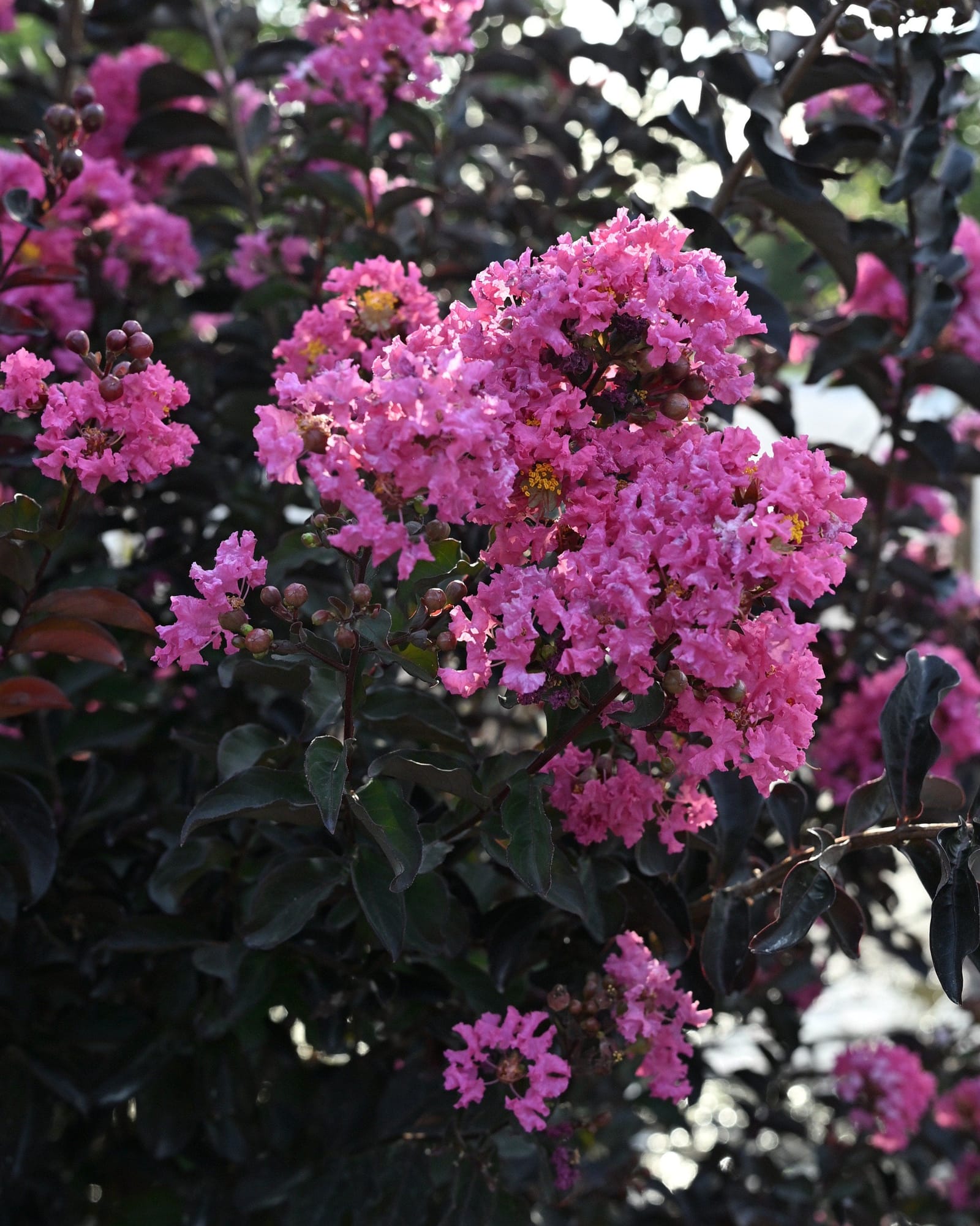 Ebony Pink Crape Myrtle - Main Image