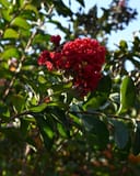 Colorama Crimson Crape Myrtle thumbnail 1