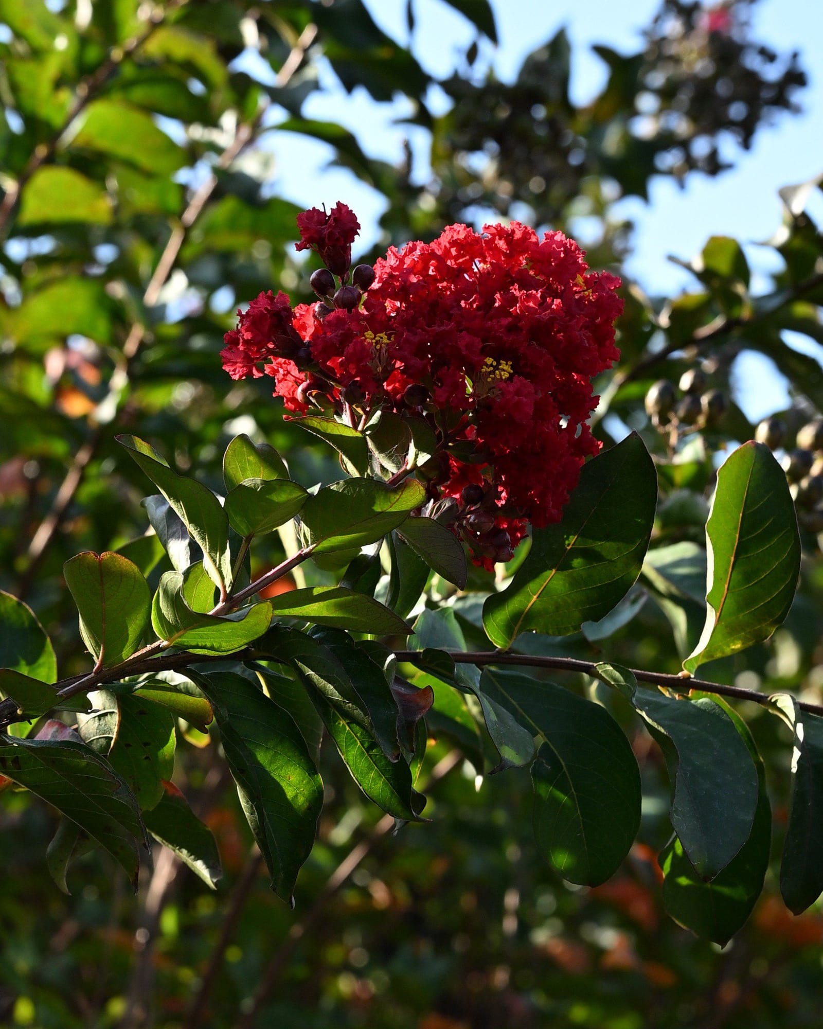 Colorama Crimson Crape Myrtle