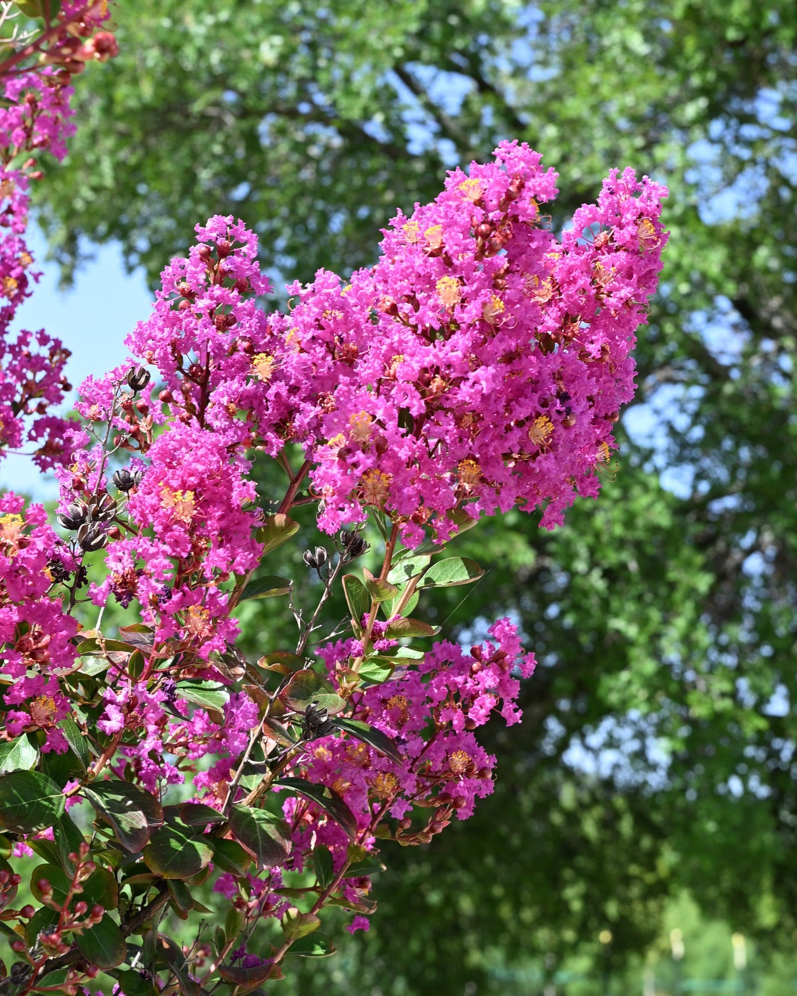 Catawba Crape Myrtle