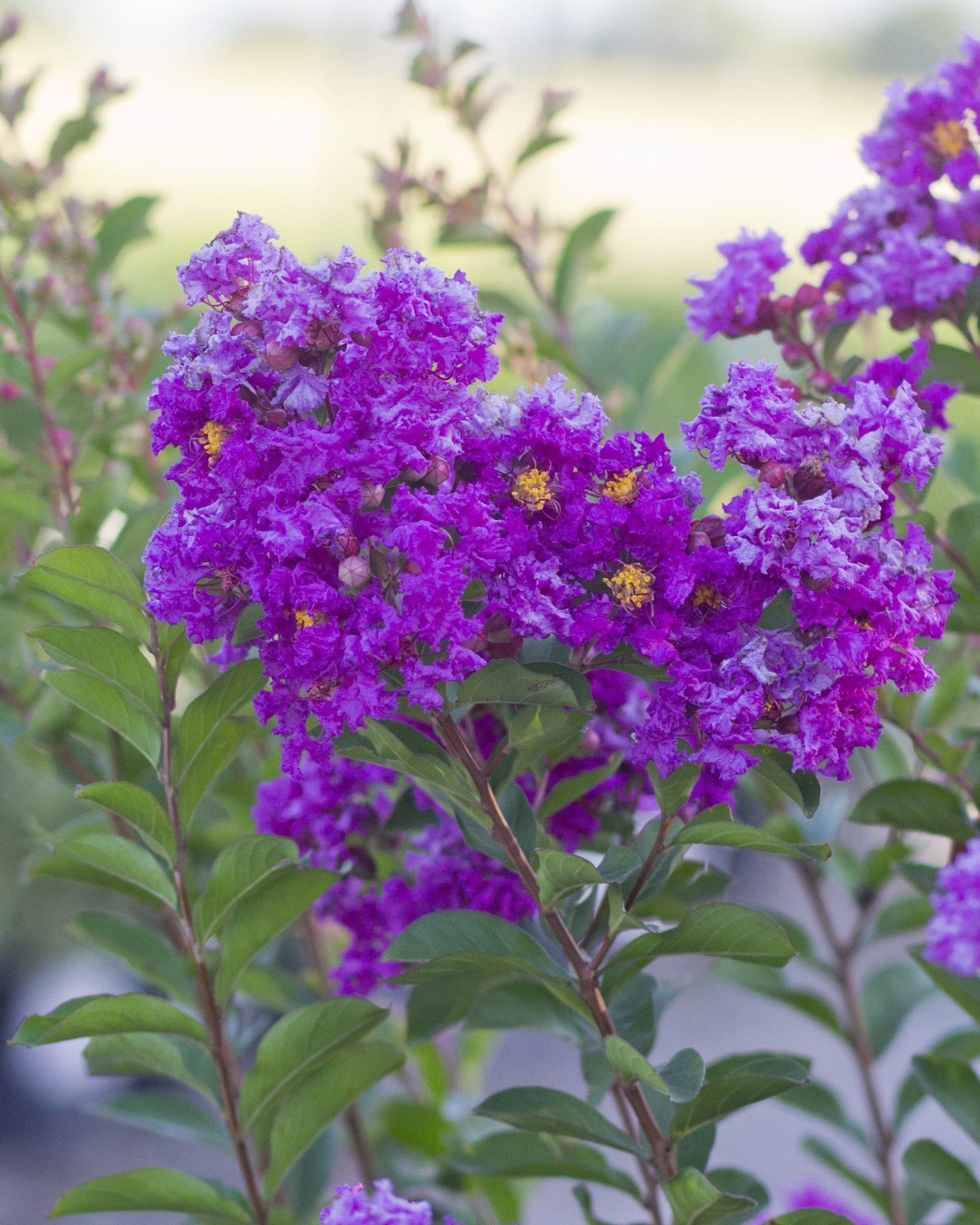 Royalty Crape Myrtle