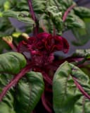 Dracula Celosia thumbnail 1