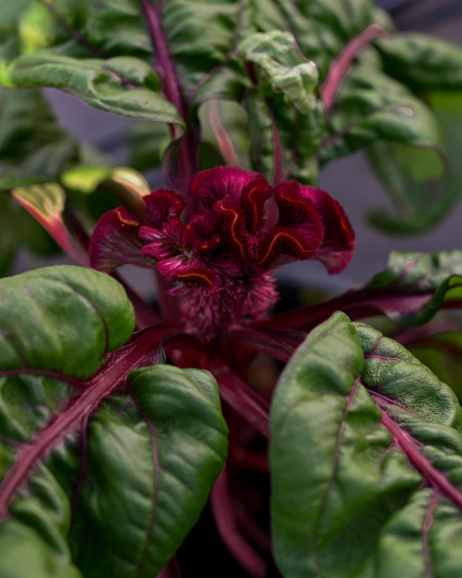 Dracula Celosia - Main Image
