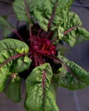 Dracula Celosia thumbnail 3
