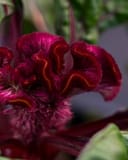 Dracula Celosia thumbnail 4