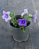 Pop Star Blue Balloon Flower thumbnail 2