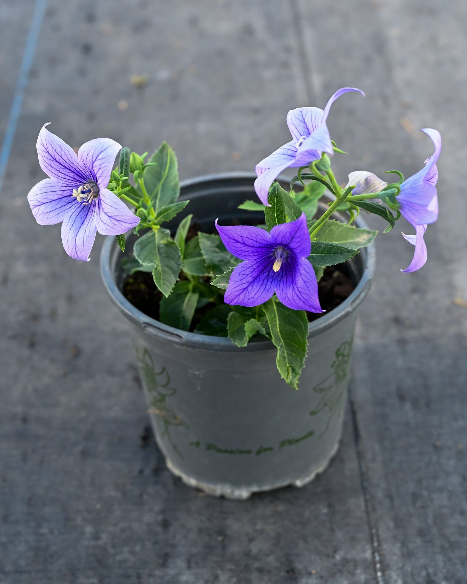 Pop Star Blue Balloon Flower - view 2