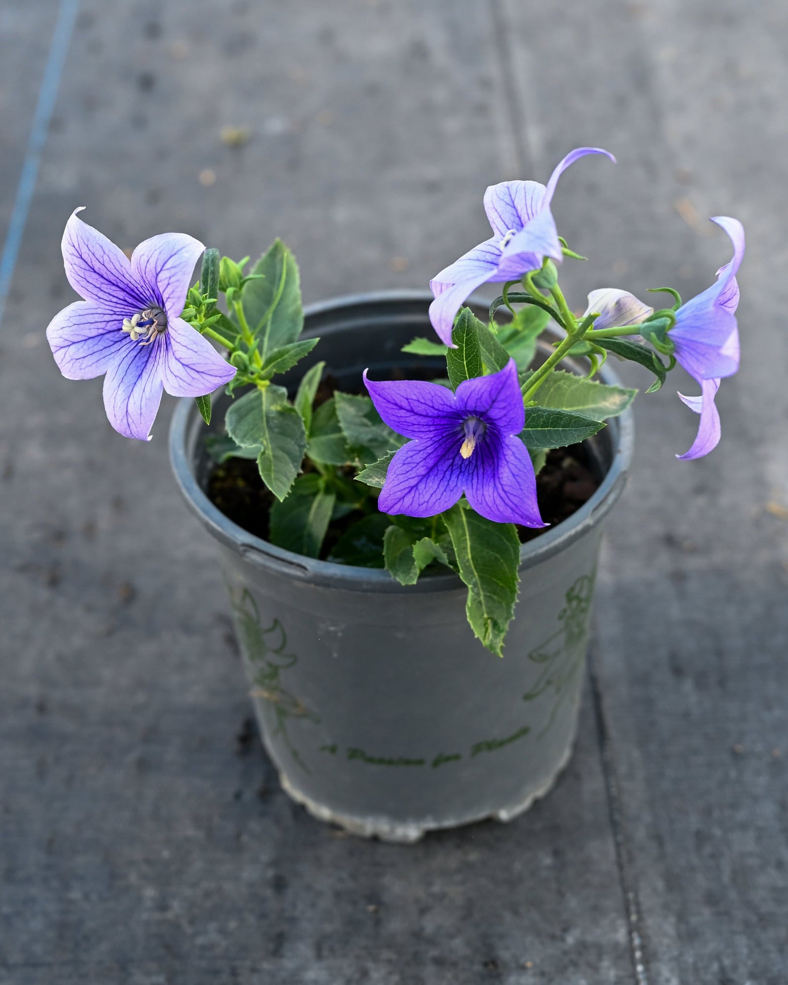 Pop Star Blue Balloon Flower - Image 1