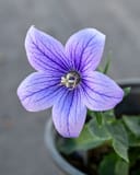 Pop Star Blue Balloon Flower thumbnail 3