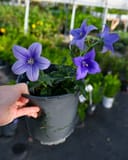 Pop Star Blue Balloon Flower thumbnail 4