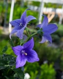 Pop Star Blue Balloon Flower thumbnail 1
