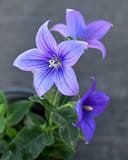 Pop Star Blue Balloon Flower thumbnail 5